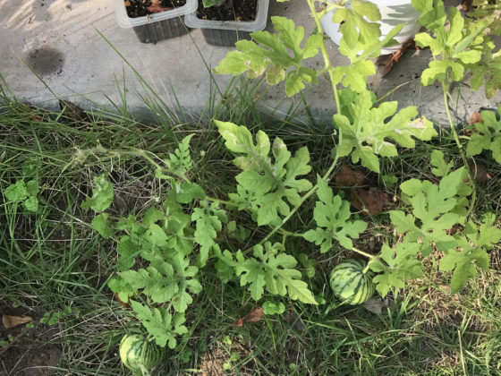 葉山産の小さなスイカ