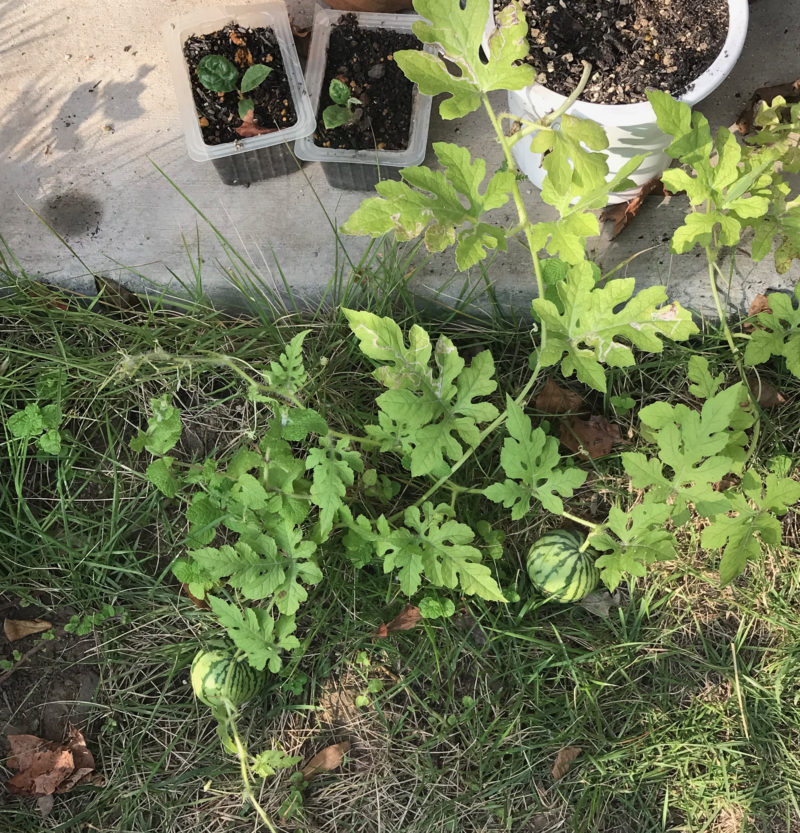 葉山産の小さなスイカ